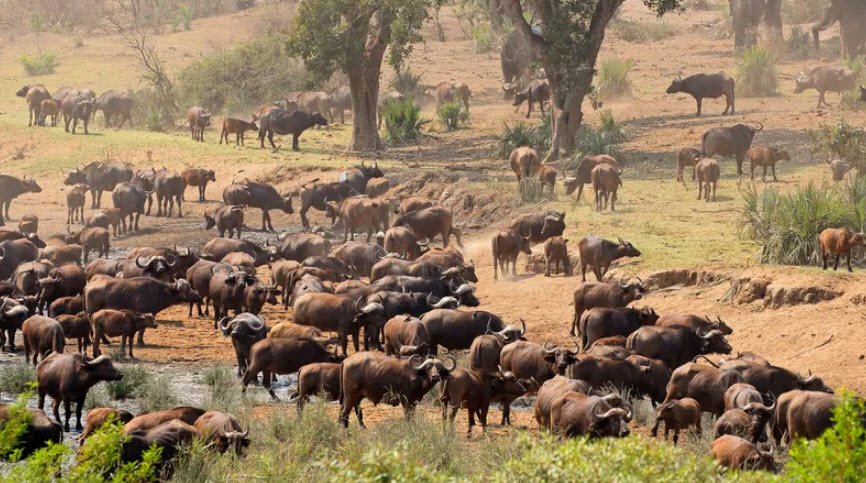 Kruger National Park, Mpumalanga & Limpopo Provinces, South Africa